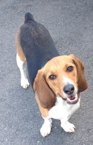 Meet our foster beagle Jake.